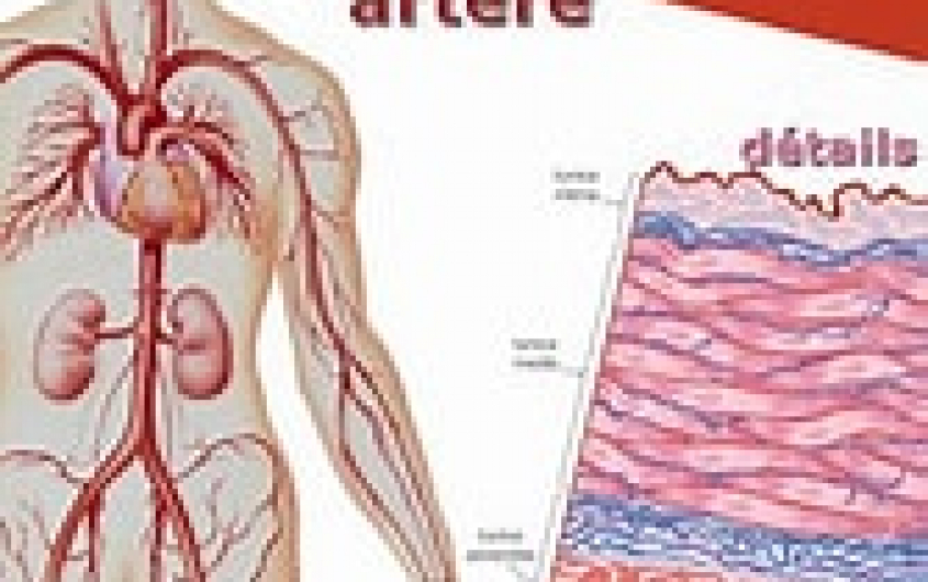 Il mondo segreto delle nostre arterie. Un viaggio alle frontiere della fisiologia e della patologia